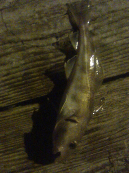 Monkstown cod taken on a lure