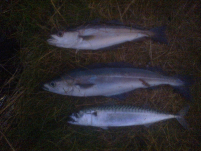 Courtmacsherry 3 casts 3 species
