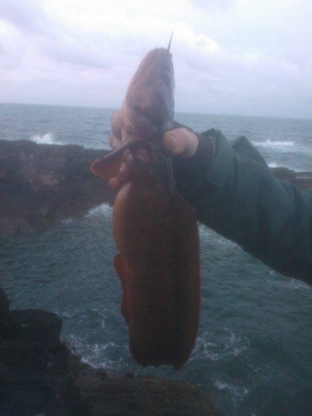 Roaches Point Rockling For John