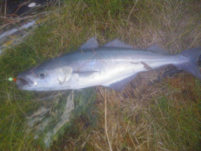 West Cork Coalfish 2013