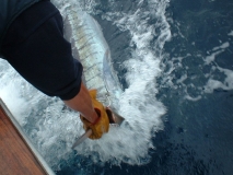 Striped Marlin 2004