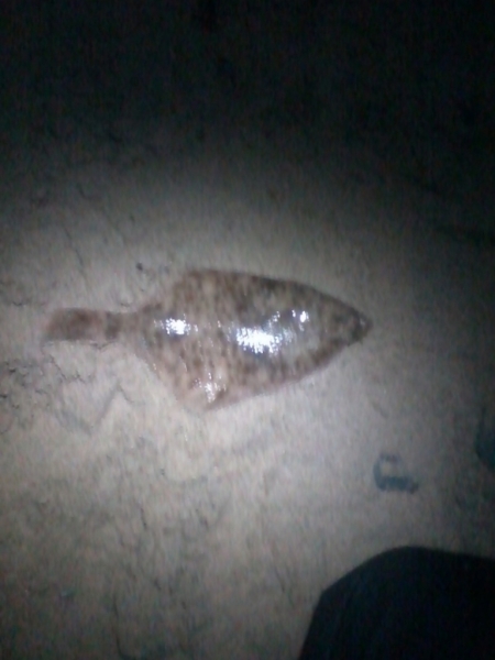 Flounder