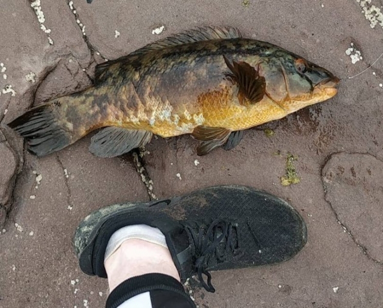 Eoin's Specimen Ballen Wrasse